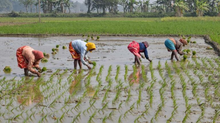 AP Govt. Issued Guidelines on procurement of Kharif paddy