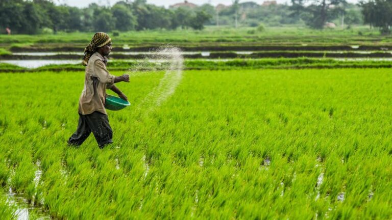 AP Farmers Facing shortage of Fertilizers In Kharif Due To Centre’s 10% cut In Fertilizers supply