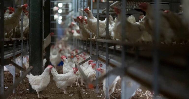 AP emerges as No 1 in Egg production, No 2 in sheep, chicken production