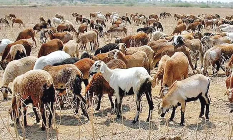ACB Moves To confiscate Main Accused Mohiduddin’s Assets in Rs 700 cr. Sheep scam